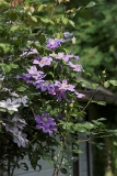 Clematis 'Nelly Moser' 03